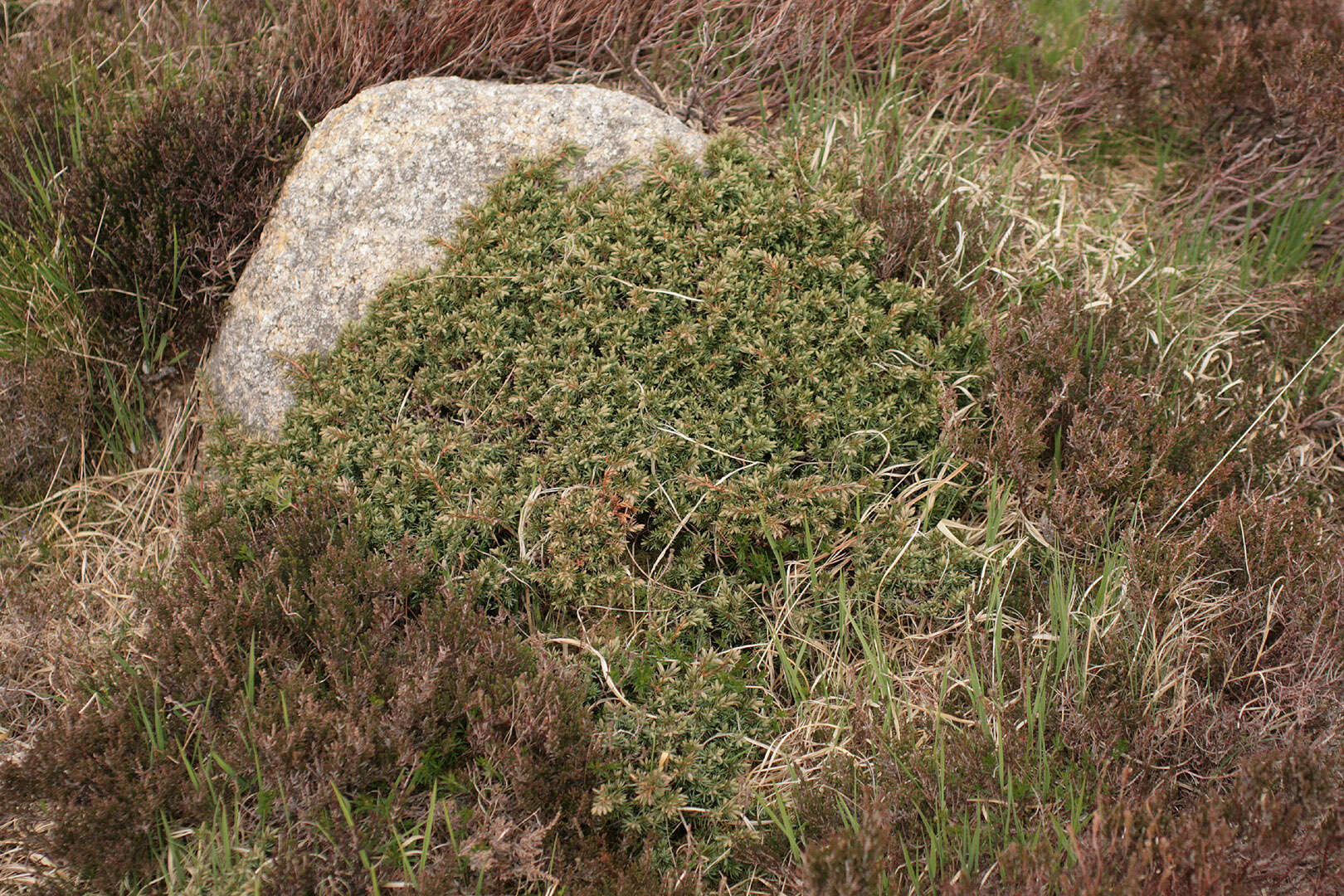 Imagem de Juniperus communis var. saxatilis Pall.