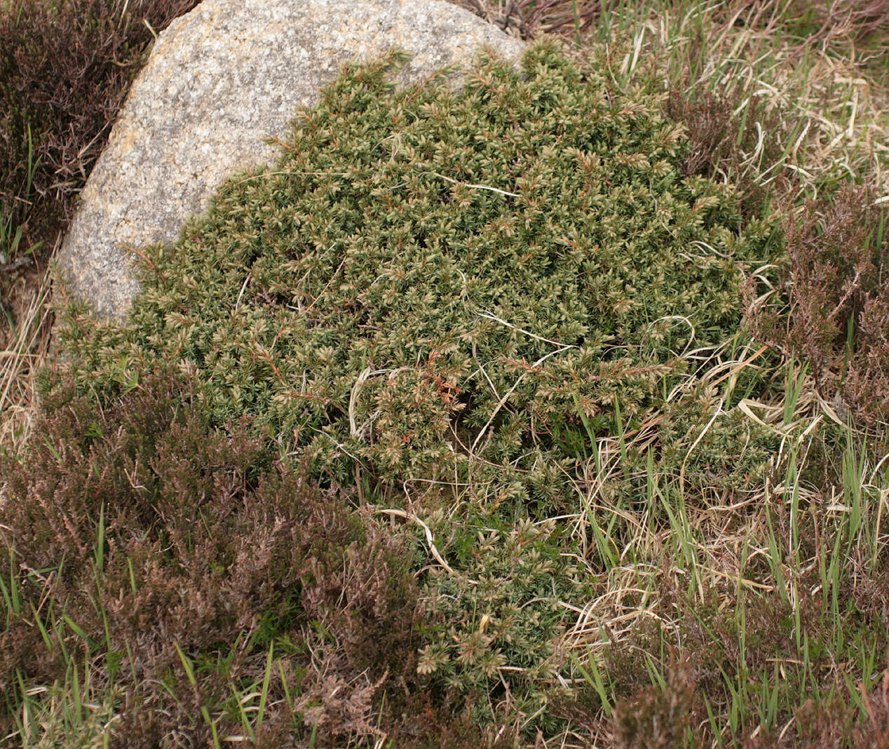 Imagem de Juniperus communis var. saxatilis Pall.