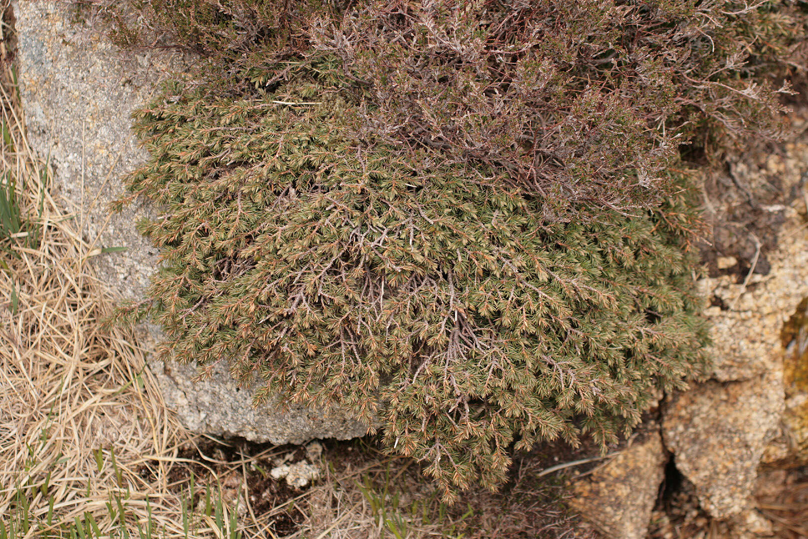 Imagem de Juniperus communis var. saxatilis Pall.