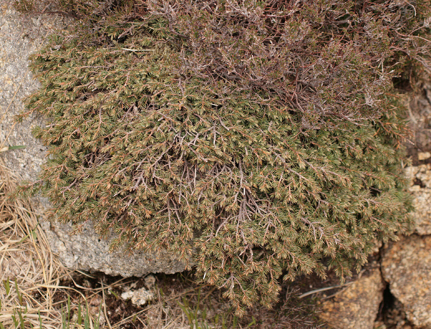 Imagem de Juniperus communis var. saxatilis Pall.