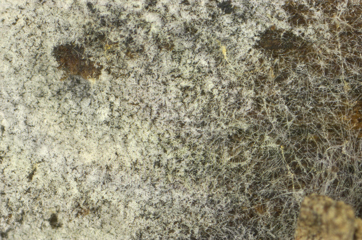 Image of Botryobasidium subcoronatum (Höhn. & Litsch.) Donk 1931