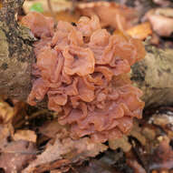 Image de Phaeotremella foliacea (Pers.) Wedin, J. C. Zamora & Millanes 2016