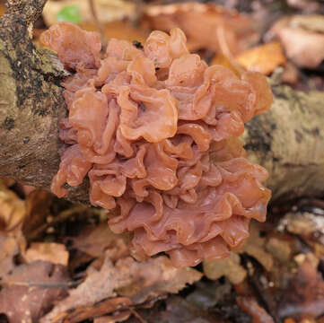 Image of Phaeotremella foliacea (Pers.) Wedin, J. C. Zamora & Millanes 2016