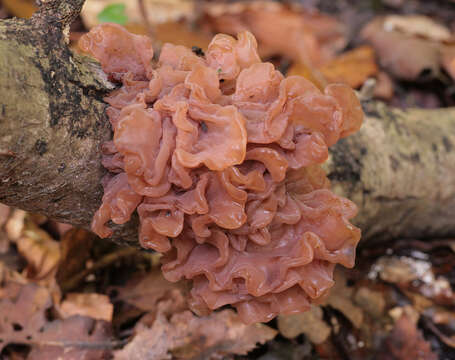 Image of Phaeotremella foliacea (Pers.) Wedin, J. C. Zamora & Millanes 2016