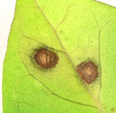 Image of Thedgonia