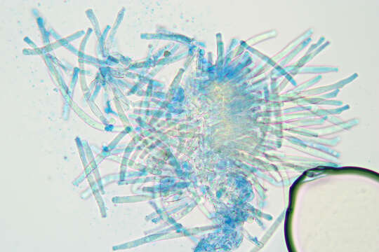 Image of Thedgonia