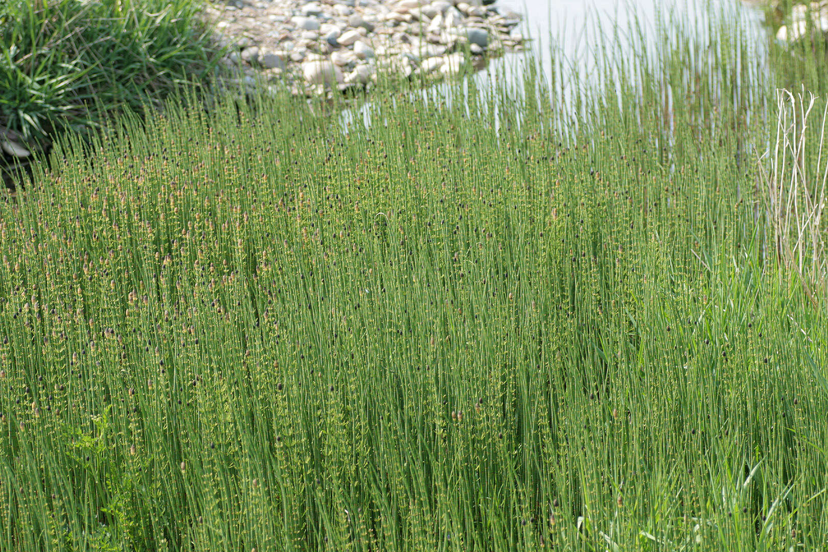 Image of Water Horsetail