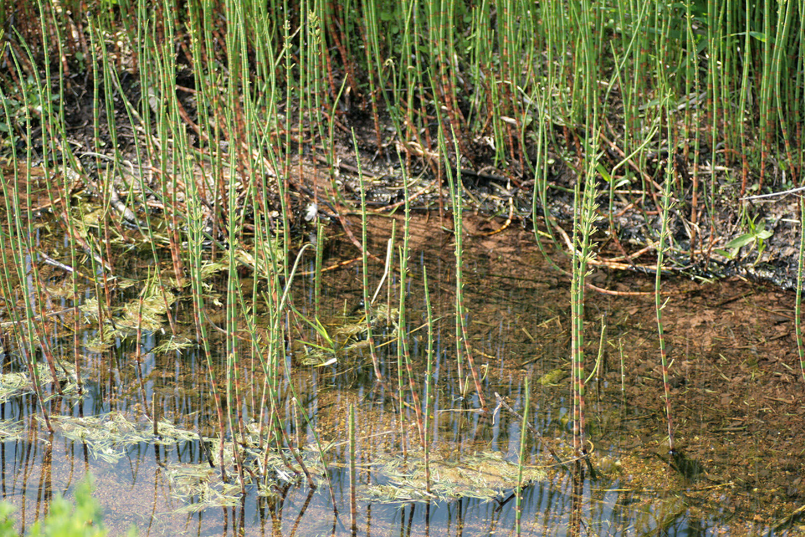 Image of Water Horsetail