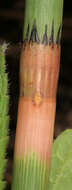 Image of Water Horsetail