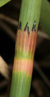 Image of Water Horsetail