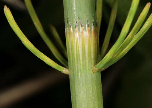 Image of Water Horsetail