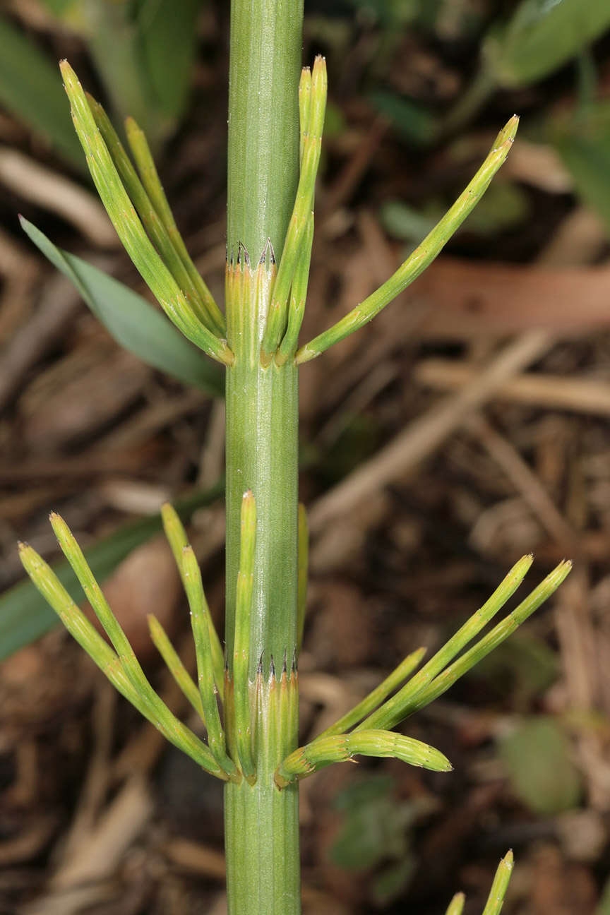 Image of Water Horsetail