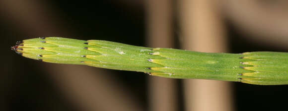 Image of Water Horsetail