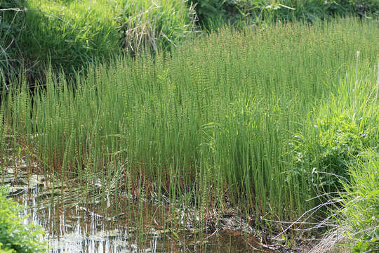 Image of Water Horsetail