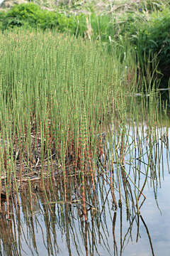 Image of Water Horsetail