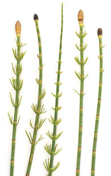 Image of Water Horsetail