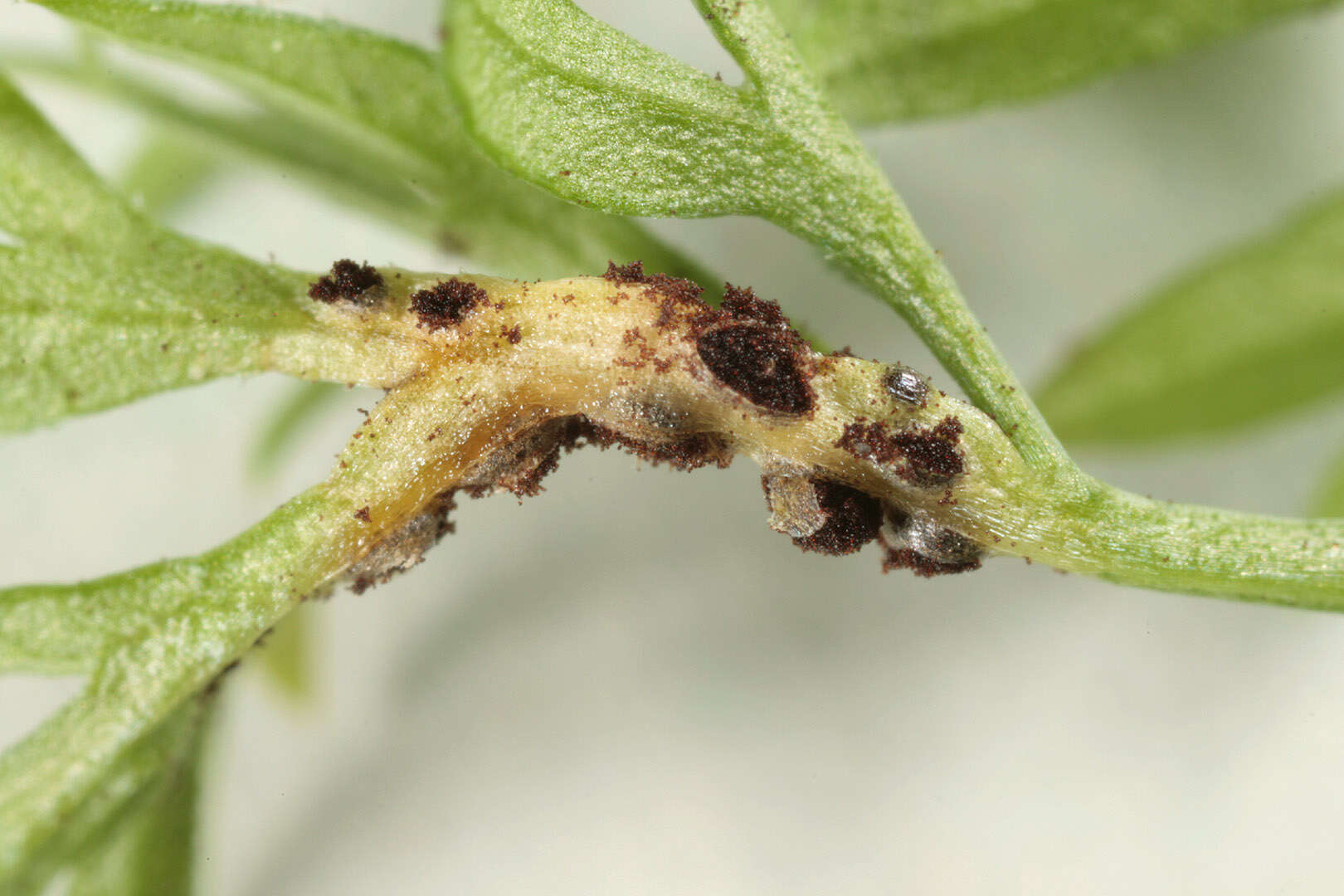 Image de Puccinia tumida Grev. 1824