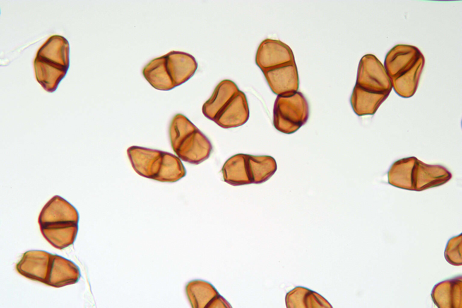 Image de Puccinia tumida Grev. 1824