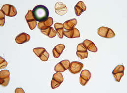 Image de Puccinia tumida Grev. 1824