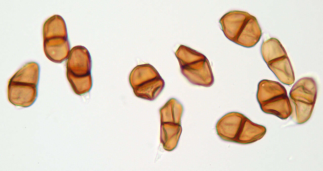 Image de Puccinia tumida Grev. 1824