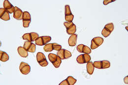 Image de Puccinia tumida Grev. 1824