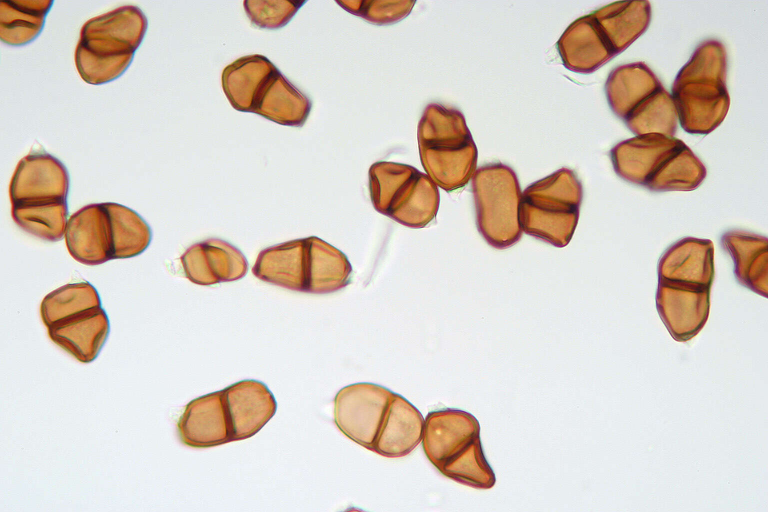 Image de Puccinia tumida Grev. 1824