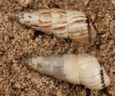 Image of Pointed snail