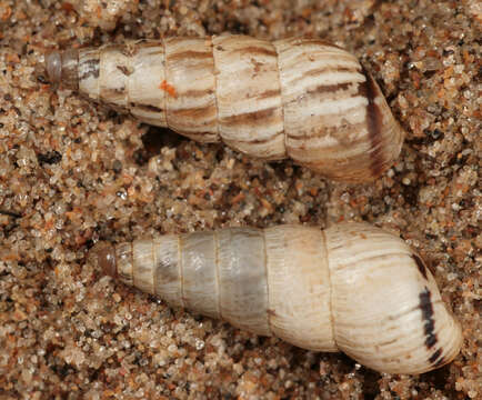 Image of Pointed snail