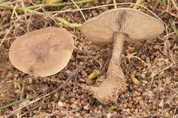 Image of Dune Cavalier