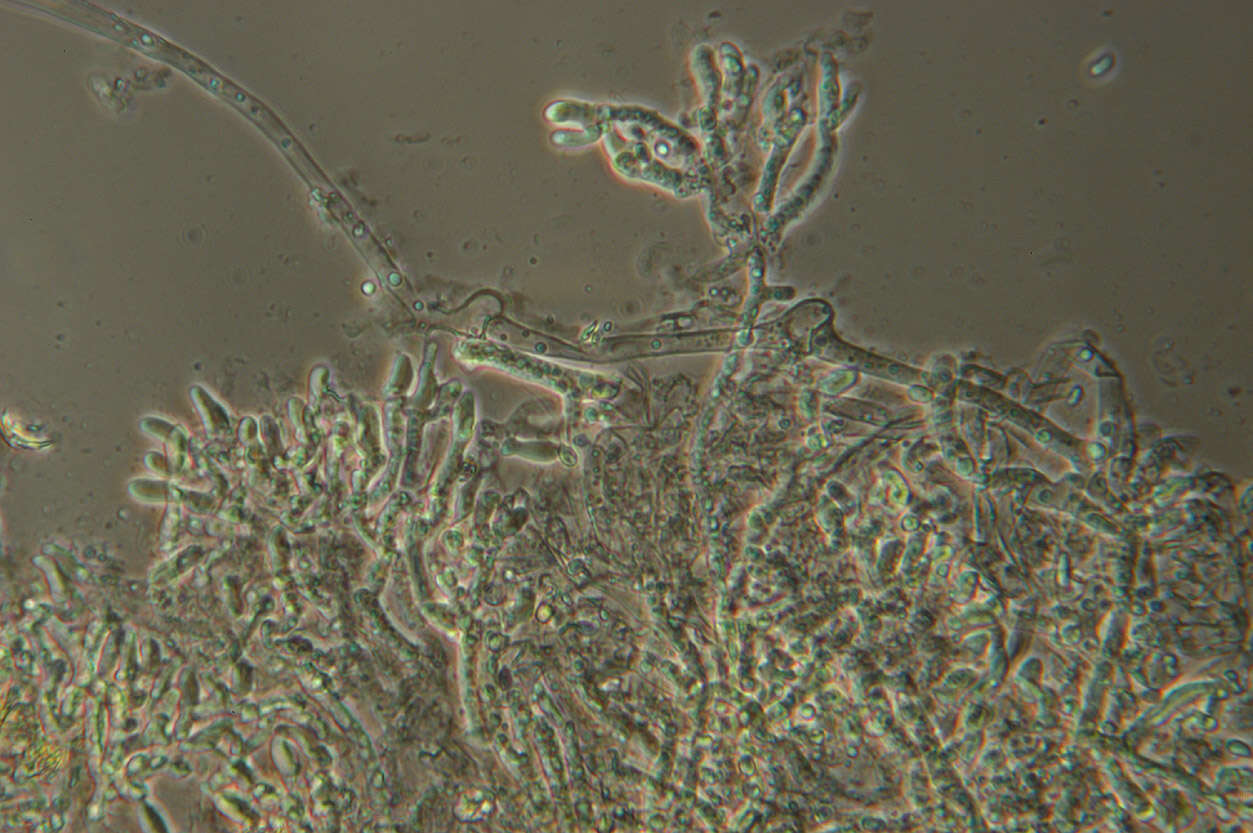 Image of Botryobasidium subcoronatum (Höhn. & Litsch.) Donk 1931