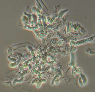 Botryobasidium subcoronatum (Höhn. & Litsch.) Donk 1931 resmi