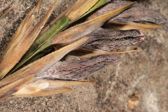 Image of Fungi