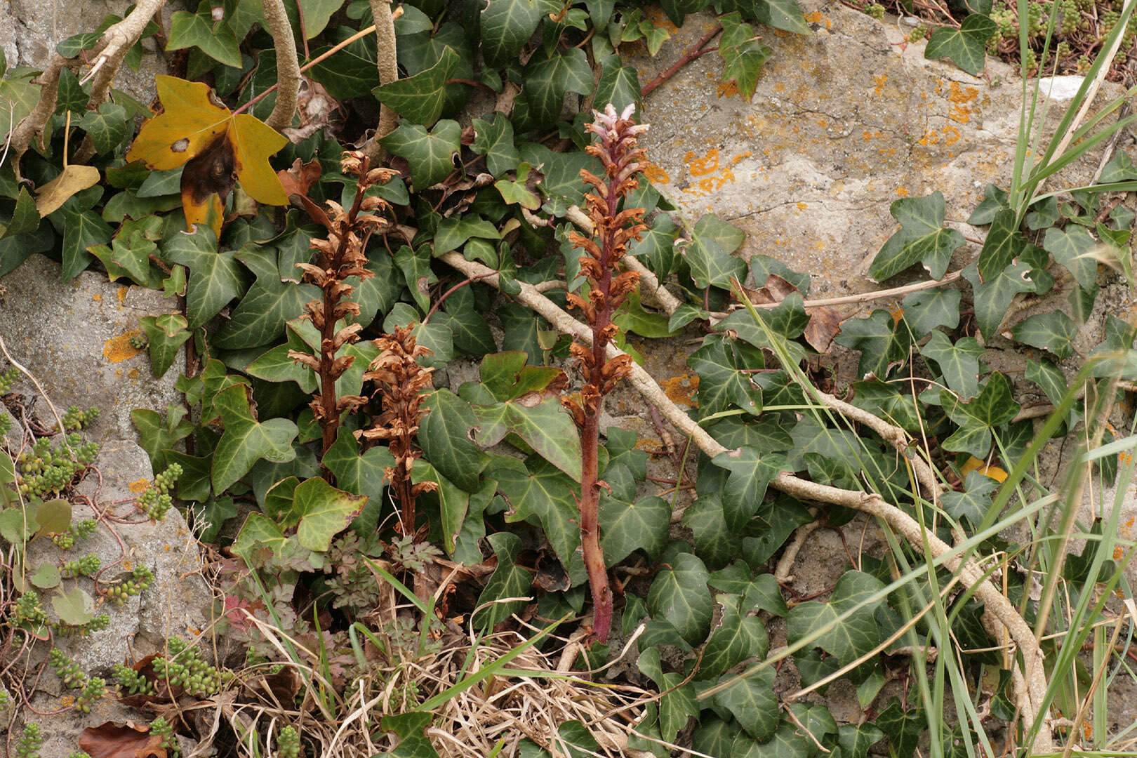 Image of ivy broomrape