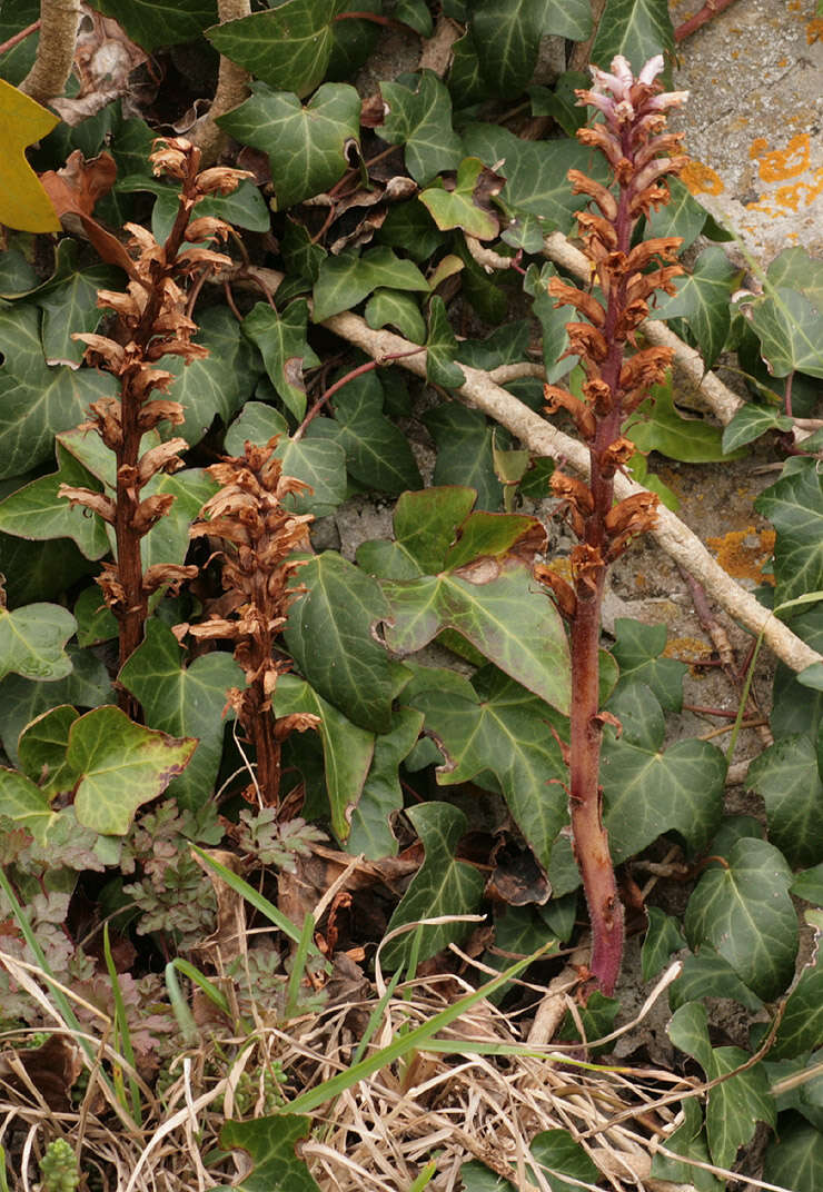 Image of ivy broomrape