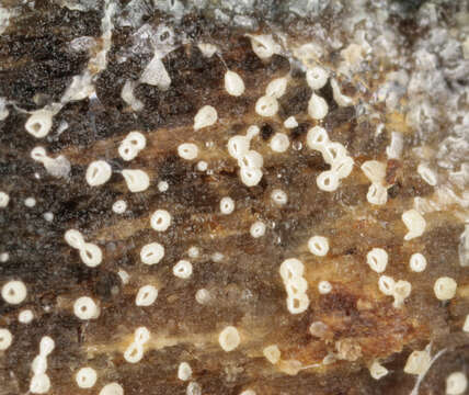 Image of Henningsomyces