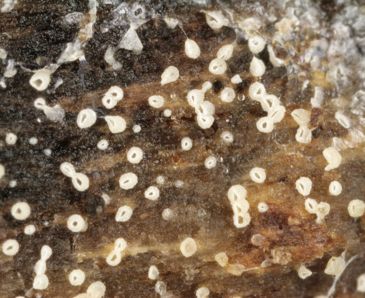 Image of Henningsomyces