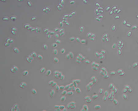 Image of Botryobasidium subcoronatum (Höhn. & Litsch.) Donk 1931