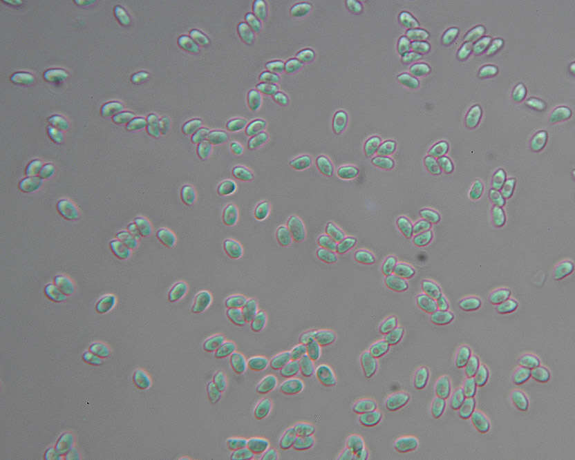 Botryobasidium subcoronatum (Höhn. & Litsch.) Donk 1931 resmi