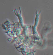 Botryobasidium subcoronatum (Höhn. & Litsch.) Donk 1931 resmi