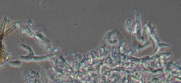 Botryobasidium subcoronatum (Höhn. & Litsch.) Donk 1931 resmi