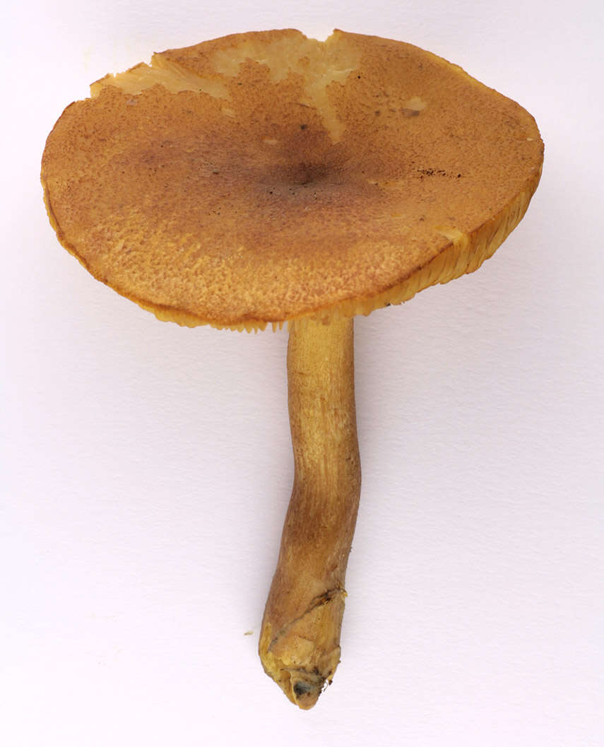 Image of Tricholomopsis decora (Fr.) Singer 1939