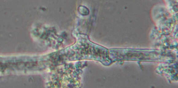 Image of Botryobasidium subcoronatum (Höhn. & Litsch.) Donk 1931