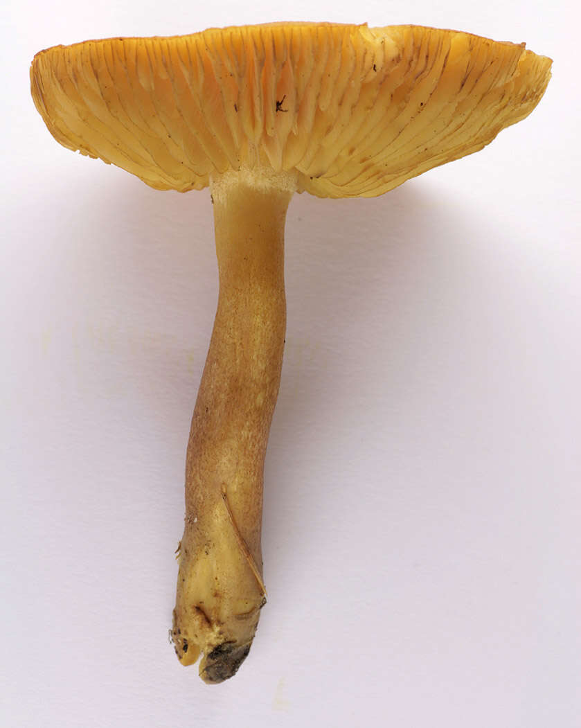 Image of Tricholomopsis decora (Fr.) Singer 1939