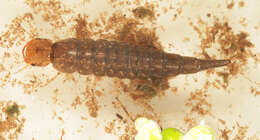 Image of Dytiscus