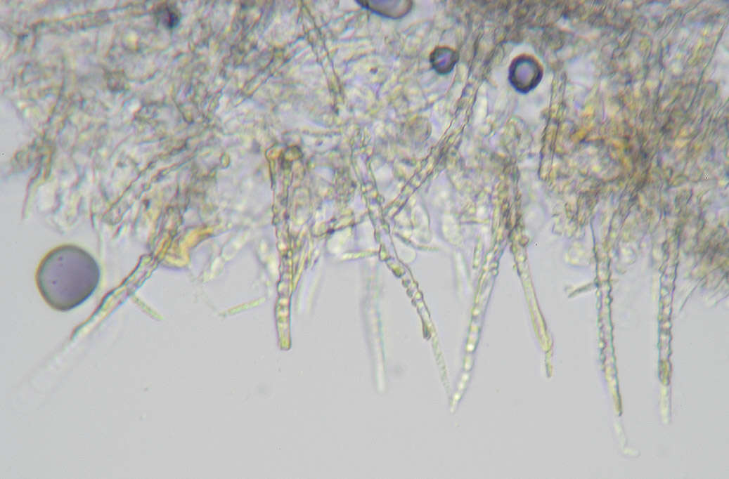 صورة Subulicystidium longisporum (Pat.) Parmasto 1968