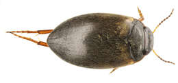 Image of Hydroporus