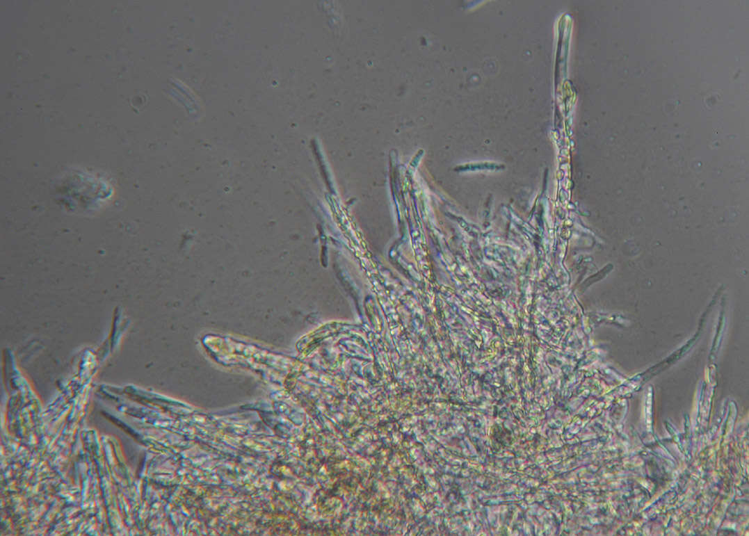 Image of Subulicystidium longisporum (Pat.) Parmasto 1968
