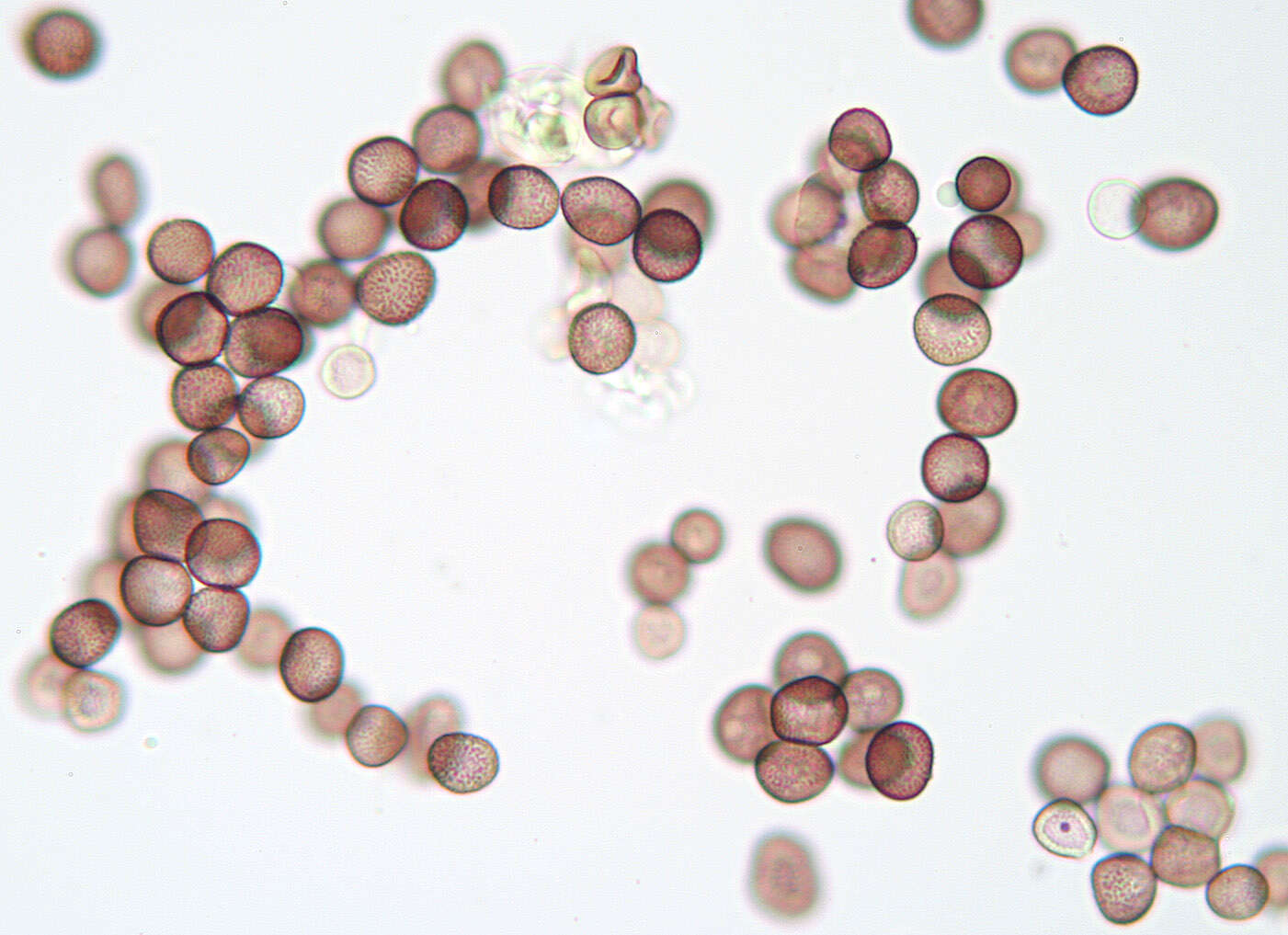 Слика од Microbotryum marginale (DC.) Vánky 1998