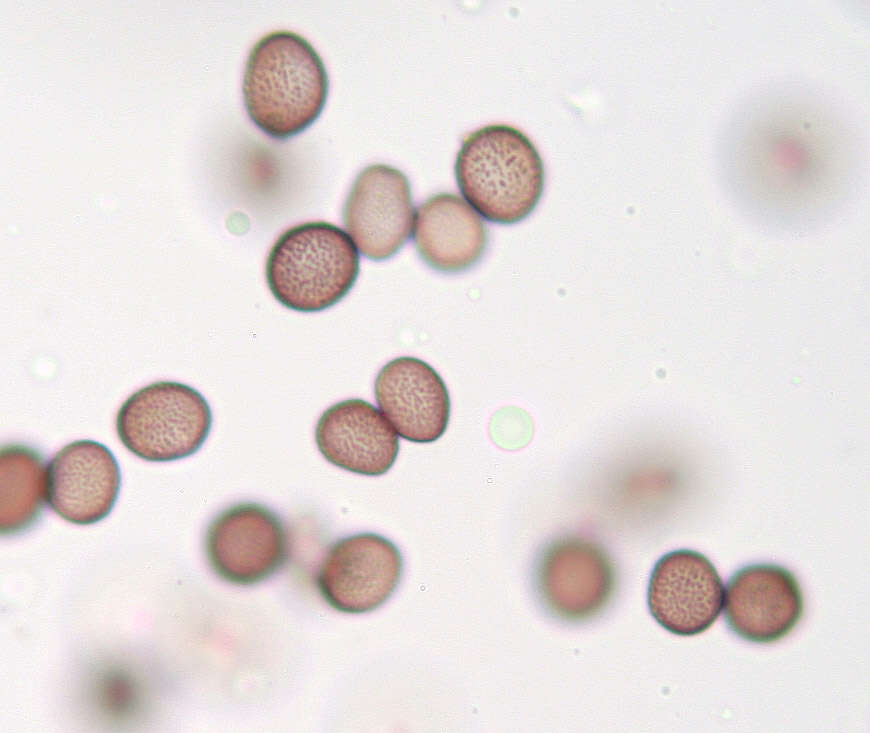 Слика од Microbotryum marginale (DC.) Vánky 1998