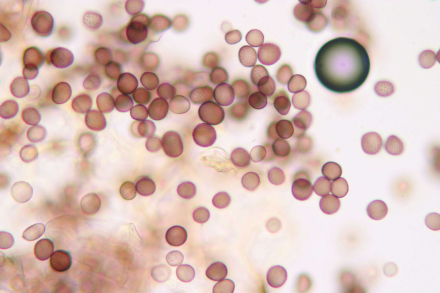 Слика од Microbotryum marginale (DC.) Vánky 1998